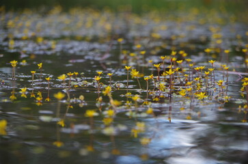 flower bed in the autumn