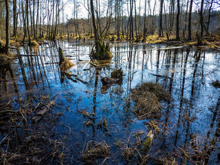 Swamp in Kampinos National Park, Poland.