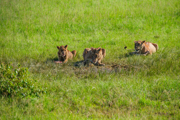 The king of the Masai mara feeds on a family of great lions