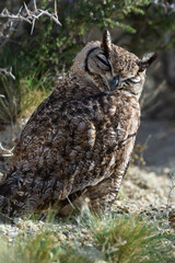 Great Horned Owl, Bubo virginianus nacurutu, Peninsula Valdes, Patagonia, Argentina.