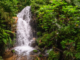 Waterfall in the rainforest in Bwindi National Park. Lianas in the foreground.