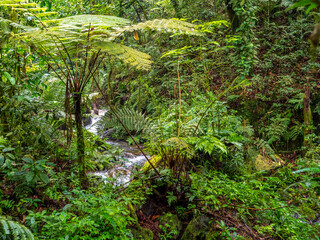 Stream in the rainforest in Bwindi National Park. Lianas in the foreground.