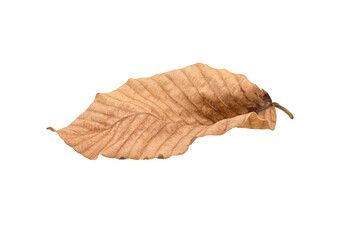 dry  leaves on white background closeup,isolated