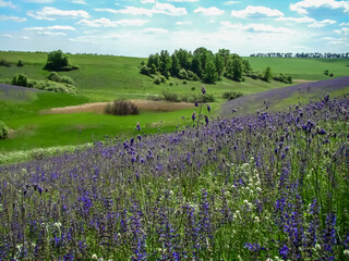    Spring landscape. The beginning of spring. Bright sunny day.                          