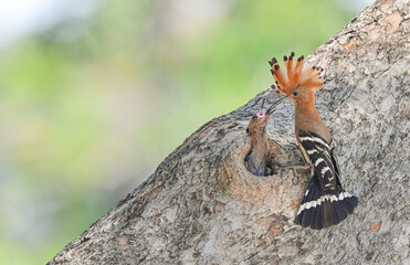 Common Hoopoe ( Upupa epops ) is feeding its young in a nest in a hole in a large tree trunk ,  thailand