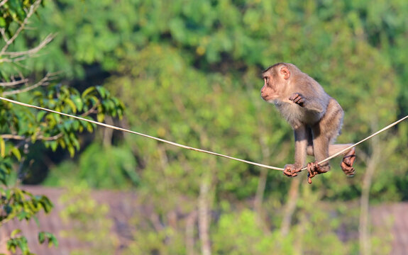 Pig-tailed Macaque (Macaca nemestrina) walking on wires at Khao Yai National park,western thailand