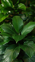 Lush Green Spathiphyllum Leaves Close-Up Background.