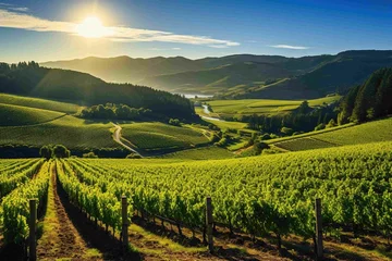 Papier Peint photo autocollant Vignoble Scenic view of rolling vineyards bathed in sunlight, with a clear blue sky above