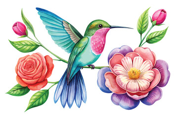 Fototapeta na wymiar A watercolor of a Super Cute Fluffy a Hummingbird Illustration