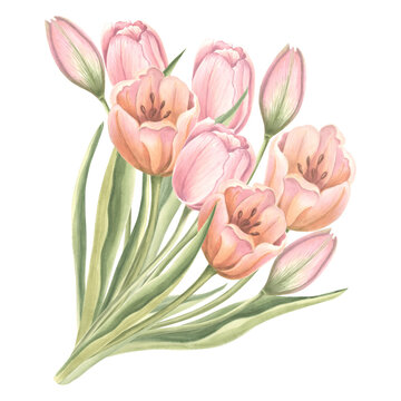 Bouquet of tulips flowers with leaves. Isolated hand drawn watercolor illustration garden spring flower. Floral drawing template for card of Mothers day, 8 March, Easter, wedding, textile, embroidery.