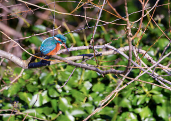 Kingfisher bird 