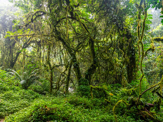 Rainforest in Bwindi Impenetrable National Park, Uganda.