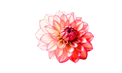 Top view of dahlia Flower beautiful nature isolated on white background with clipping path.
