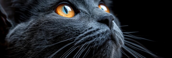 Close Portrait Cat, Background HD For Designer