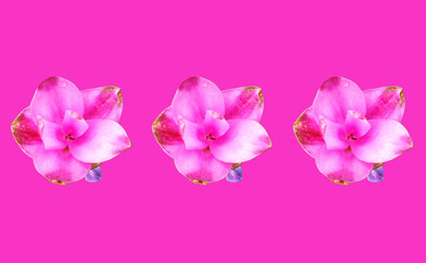 Fototapeta premium Closeup, Set three pink curcuma zanthorrhiza flowers blossom bloom isolated pink background, The beauty of natural flowers, Floral summer, Houseplant, Pattern