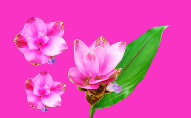 Closeup, Set three pink curcuma zanthorrhiza flowers blossom bloom isolated pink background, The beauty of natural flowers, Floral summer, Houseplant, Pattern