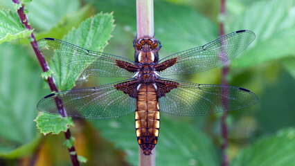 Plattbauch - Libellula depressa. Junges Weibchen