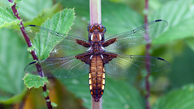 Plattbauch - Libellula depressa. Junges Weibchen