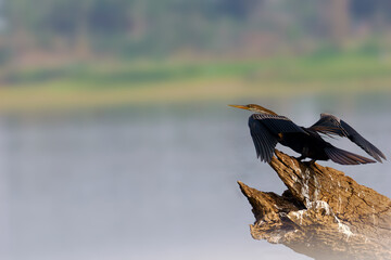 The Oriental darter (Anhinga melanogaster), a water bird sitting on a dry branch on the surface of a dam.