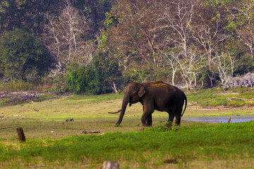 The Indian elephant (Elephas maximus indicus), a large tusker on the river bank. A huge male Indian elephant with one tusk throws sand and plants at himself.