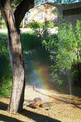 Rainbow caught above colorful boulders in water stream droplets rushing up out of punctured gardening hose