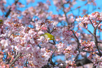 桜（寒桜）とメジロ