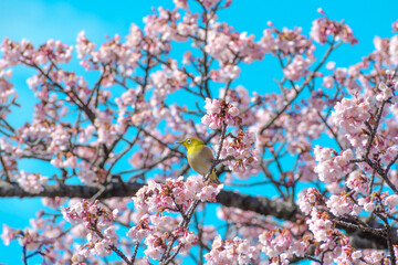 桜（寒桜）とメジロ