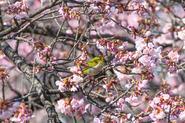 桜（寒桜）とメジロ