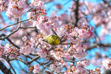 桜（寒桜）とメジロ