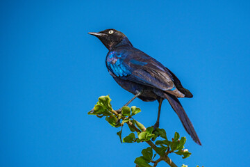 Birds in the Masai mara
