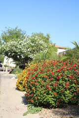 Blooming common red and yellow Lantana along with white Oleander trees at roadsides of Phoenix streets in Arizona