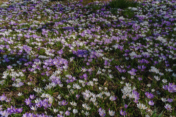 Frühlingserwachen, leuchtende Blüten, Krokusse in der Wiese