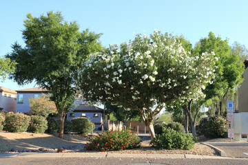 Xeriscaped Arizona Street decorated with Flowering white Oleander