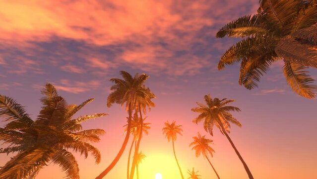 Going through palm trees with beautiful sunset on the background 3D 4K animation. Bottom view.