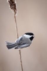 Chickadee, Chickadees eating, Birds on Cat tails, Birds and Blooms, Cat Tails