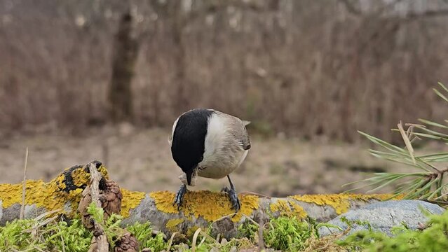 Brown-headed nut, puffy (Latin: Parus montanus) is looking for sunflower seeds in the forest. It collects several grains at once. Close-up. Early spring.