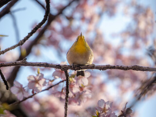 桜の枝のメジロ