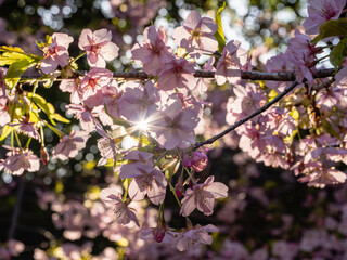 朝日と桜