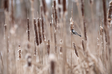 Chickadee, Chickadee on Cat Tails