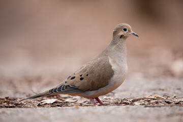 Morning Dove, Bird picture, Close up morning dove