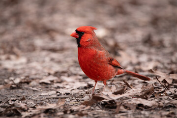 Cardinal, Northern Cardinals eating, Birds in the winter
