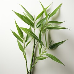 Green bamboo tree on white background