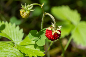 close-up strawberries growing in a clearing