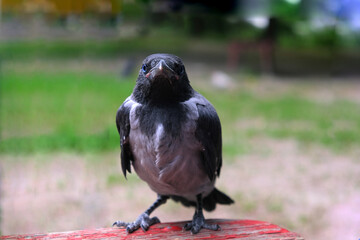 young hooded crow close up portrait