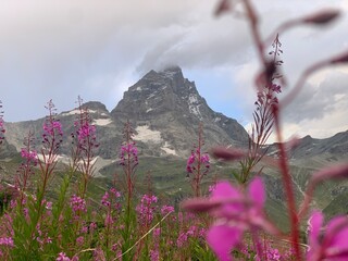 Matterhorn mountain in zermatt switzerland with flowers blurred in foreground