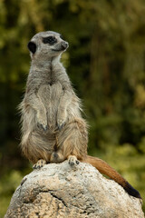 Erdmännchen hält Ausschau