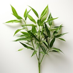 Green bamboo tree on white background