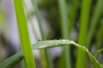Long leaves wet with water drops or dew
