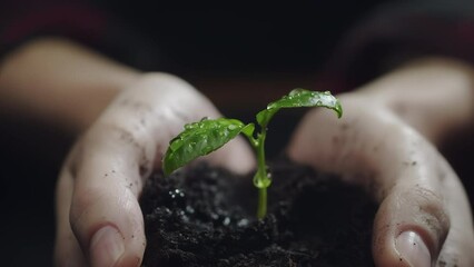 Woman hands holding green seedling. Water drops falling on a sprout leaves over soil in slow motion. New eco life and waste concept. Plastic free. Earth day. ESG nature environment save. Nature caring