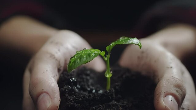 Woman hands holding green seedling. Water drops falling on a sprout leaves over soil in slow motion. New eco life and waste concept. Plastic free. Earth day. ESG nature environment save. Nature caring